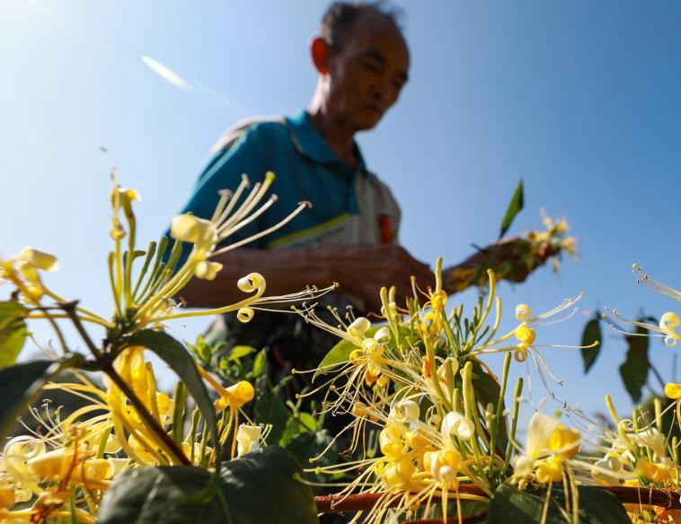 贵州绥阳金银花开迎丰收