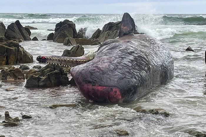 14头抹香鲸搁浅后死亡