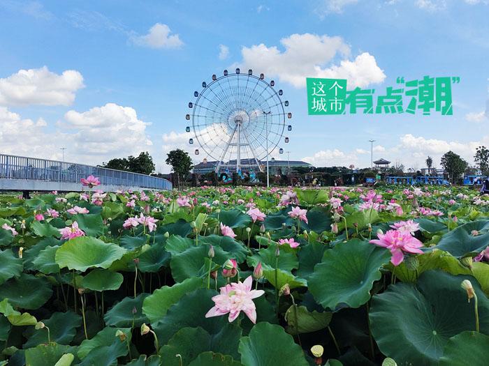 贵港：今夕是“荷”夕 这座城怎么“荷”里“荷”气的